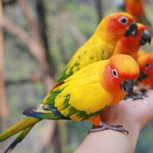 Construction firm ruled responsible for deaths of hundred of parrots