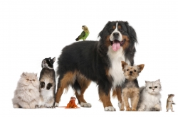 Presidential hopefuls vying to win support of pet lovers