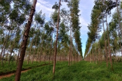 Forestry agency earns carbon credits from overseas efforts