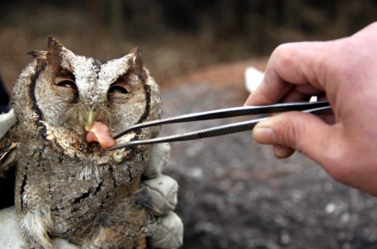 Feeding an owl