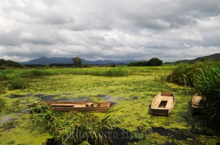 National flower, Upo Wetland added to natural monuments list