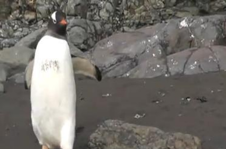 Penguin makes stepping stone of seal
