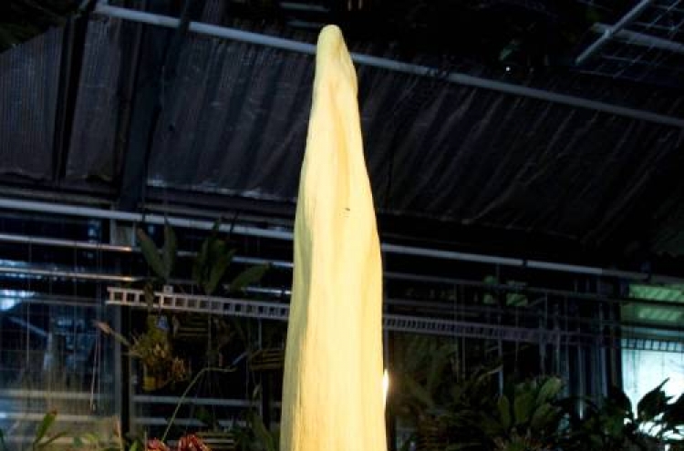 Smelly 'corpse flower' attracts visitors