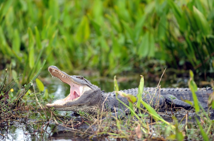 Alligator finds its way into woman‘s bathroom