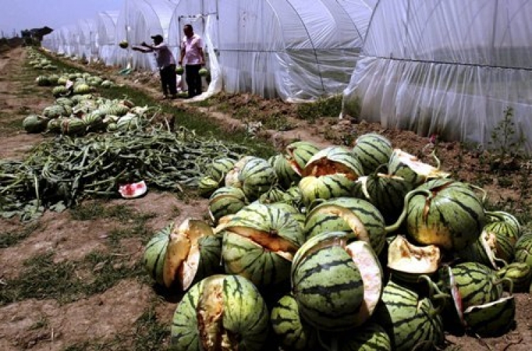 Fields of watermelon burst in China farm fiasco