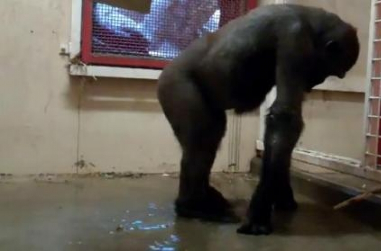 Dancing gorilla becomes world star