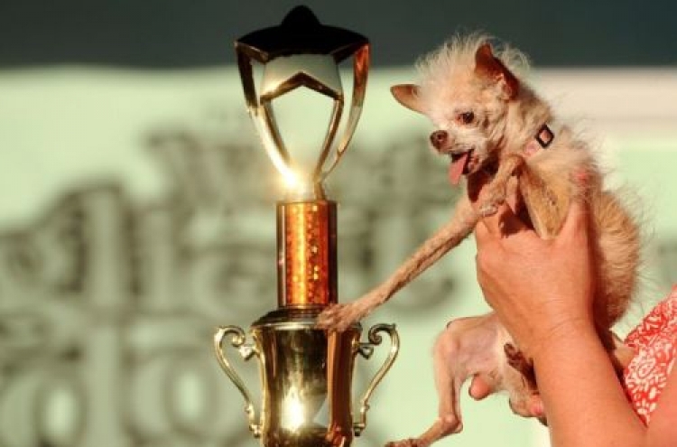 Yoda the Chihuahua is crowned the World‘s ugliest Dog