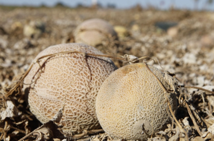 Cantaloupe outbreak kills at least 16 in United States