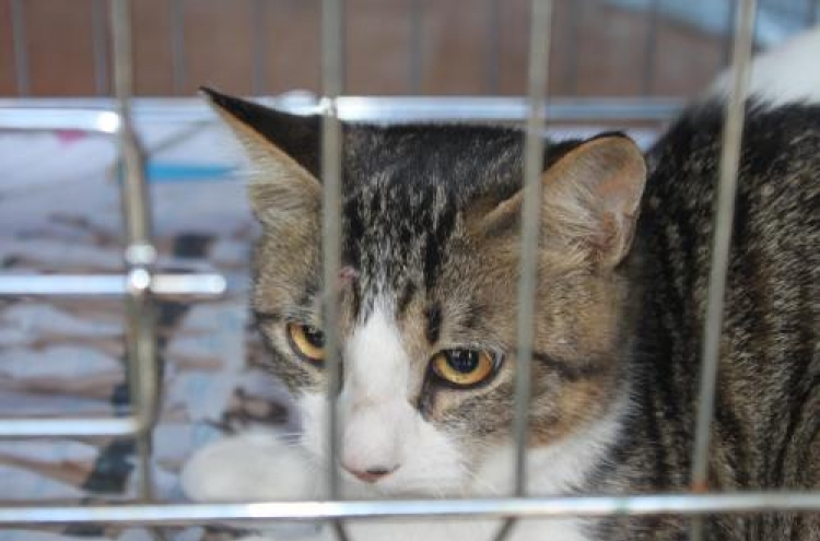 Volunteers seek to end stray cat problem