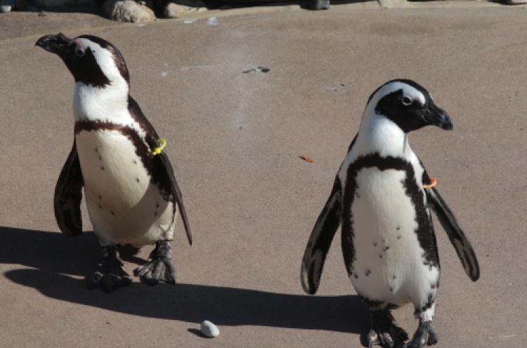 Canada's same-sex penguin pair to be split apart