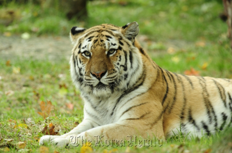Siberian tigers may disappear in 20 years