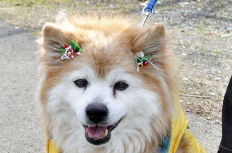 World’s oldest dog dies at age 26