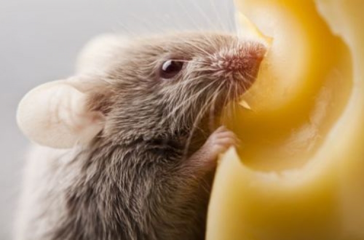 Study shows rats nice, not naughty