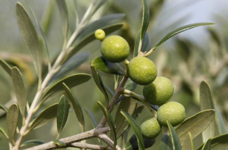 Farmers out to bring back U.S. olive oil