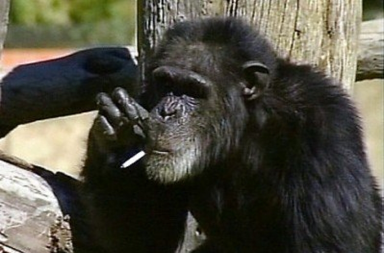 Booie, the smoking chimpanzee, dies at 44