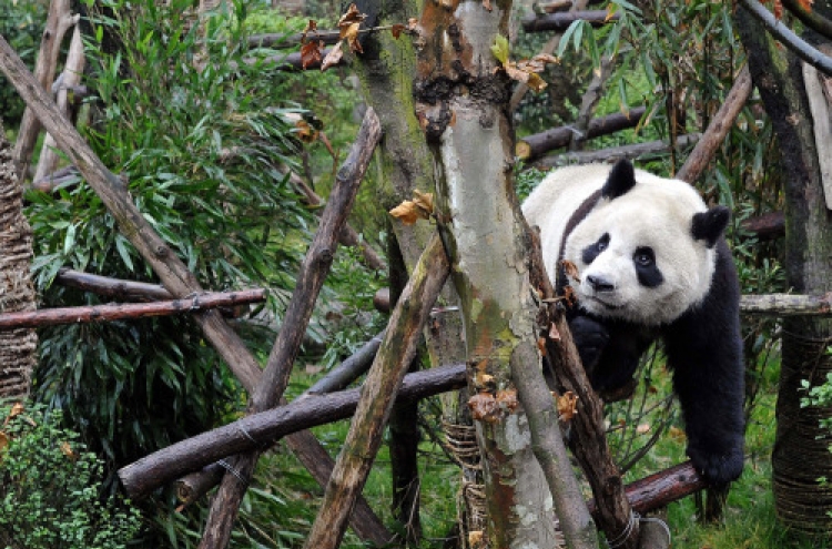 6 pandas amble toward freedom in China preserve