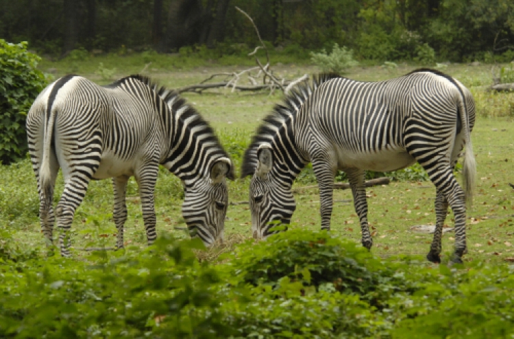 Zebra stripes seen as bug defense