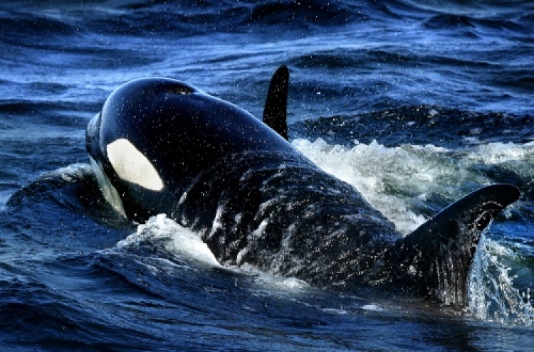 New Zealand man battles killer whale on fishing trip