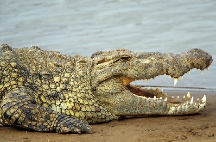 Ancient crocodile may have dined on humans