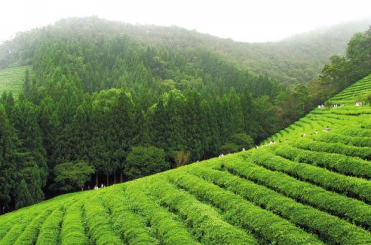 Sip, celebrate, and learn: Ways to enjoy Korean green tea