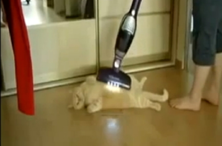 Video shows massive cat enjoying good vacuum