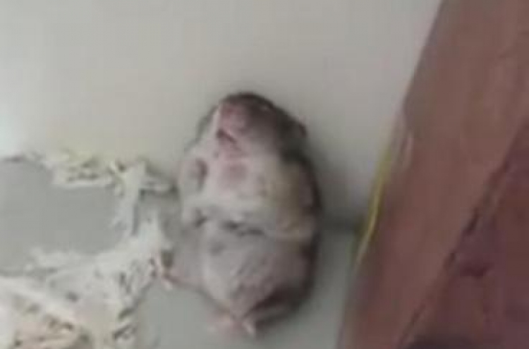 Viewers accuse hamster footage of animal abuse