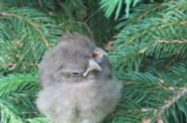 Baby bird found with 2 heads, 3 beaks