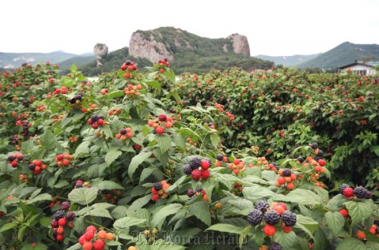 Gochang invites tourists to enjoy health, beauty benefits of bokbunja fruit