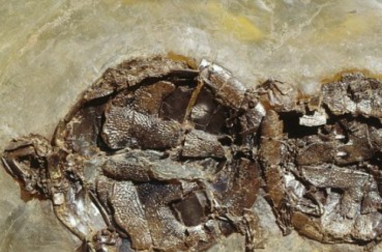 Scientists find turtles fossilized while mating