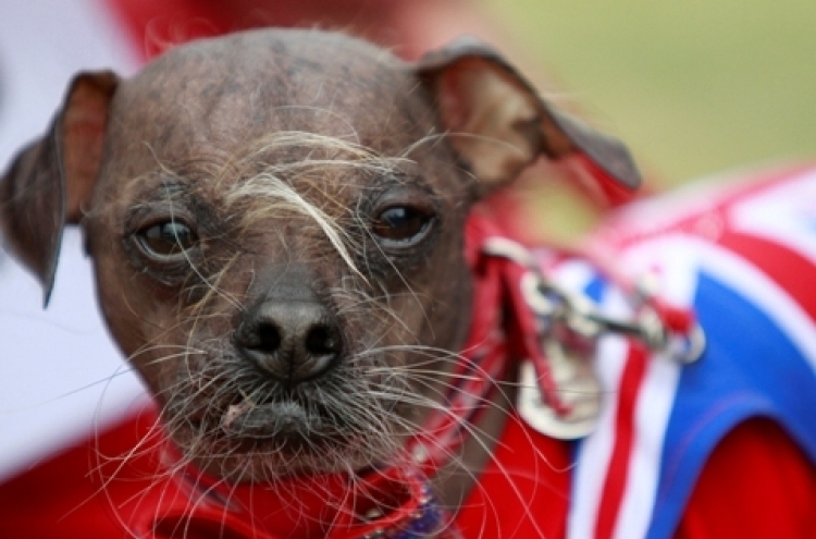 British pooch new world’s ugliest dog