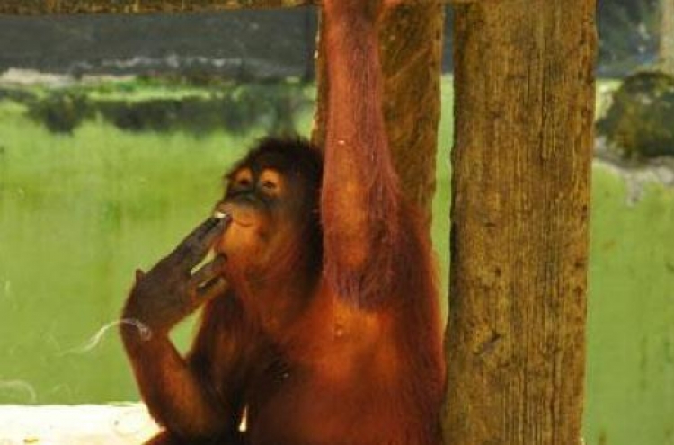 Zoo wants orangutan to quit smoking