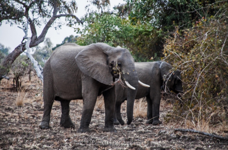 Zambia underfoot: On the ground at Zebra Plains