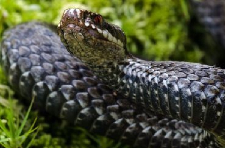 10-foot dead snake found in Seine in Paris