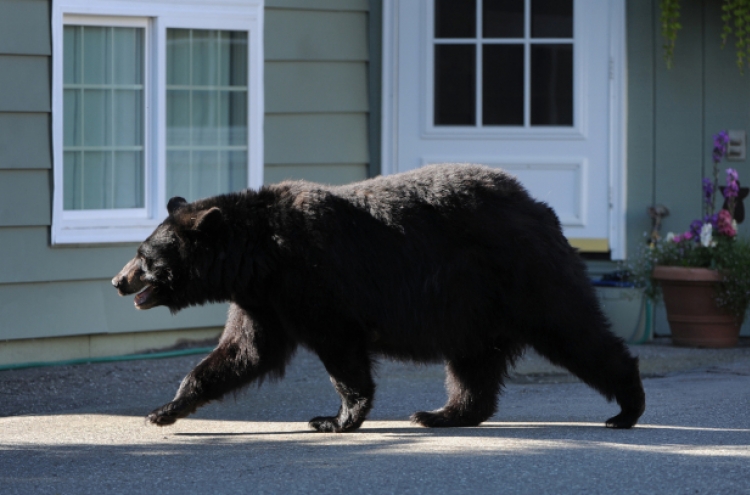 Second bear spotted near Pennsylvania mall