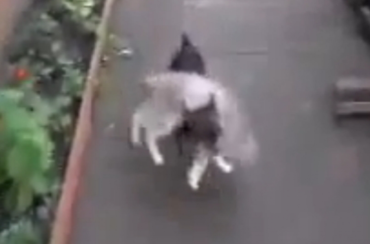 Cat hitches a lift on dog's back