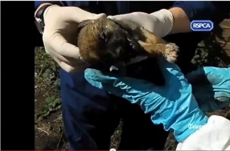 Video of pulling out buried-alive puppies released