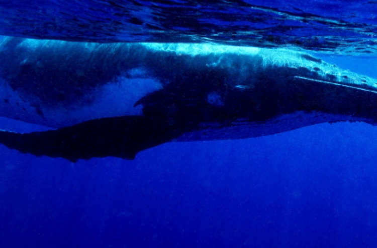 Capturing man’s encounters with  ocean giants