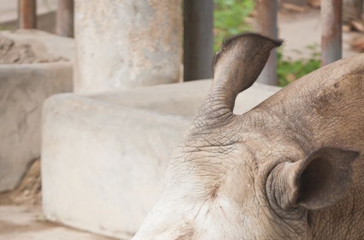 Rhino poaching big problem in S. Africa