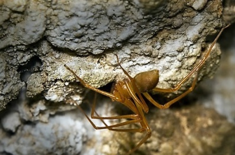 New spider family found in U.S. caves
