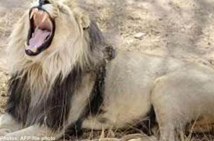 Lion runs amok in England