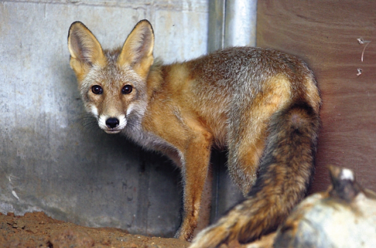 Red foxes to be released into wild