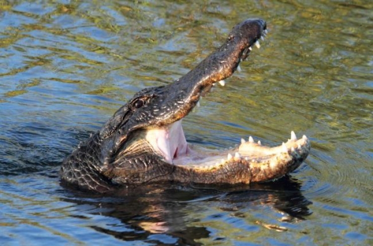 Alligator wanders through Kansas streets