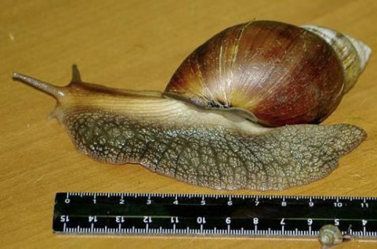 African snails confiscated in Scotland