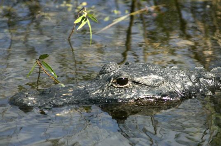 Woman kills 12-foot gator in S.C.