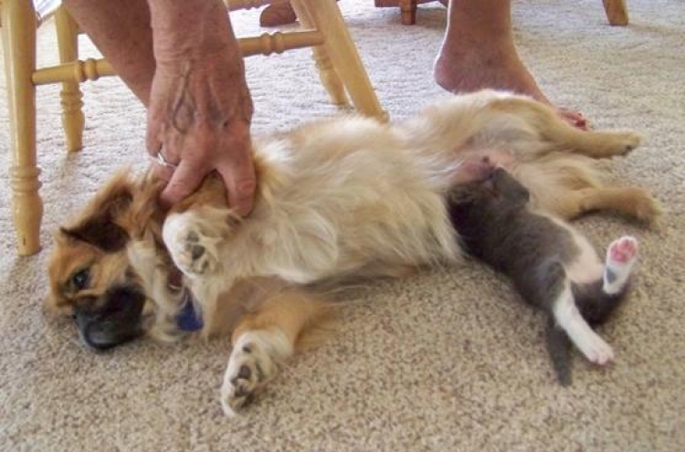 Dog nurses abandoned kitten