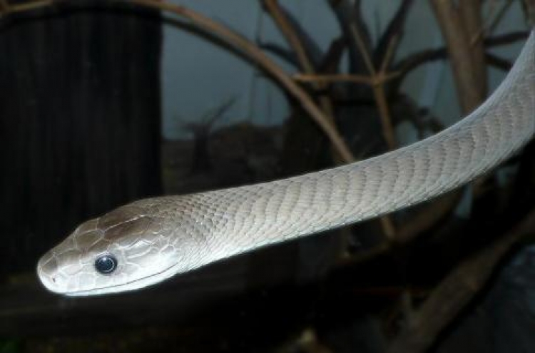 Deadly snake venom may make painkiller