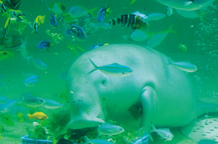 When in Japan, see dugongs, eat dugong cookies