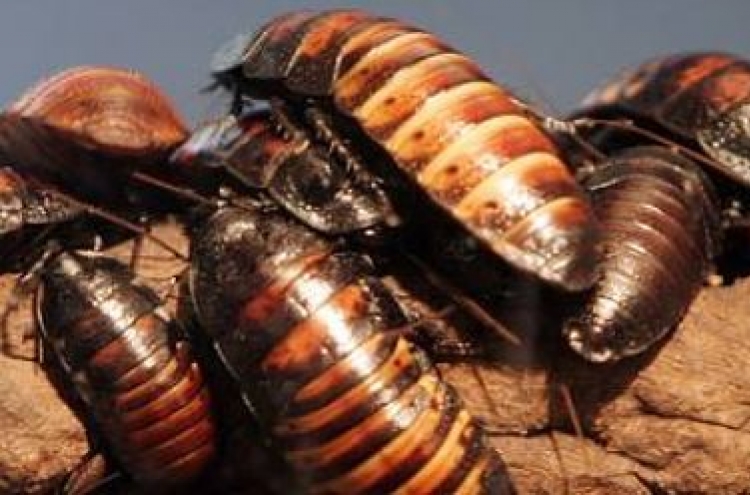 Florida man eats bugs, dies