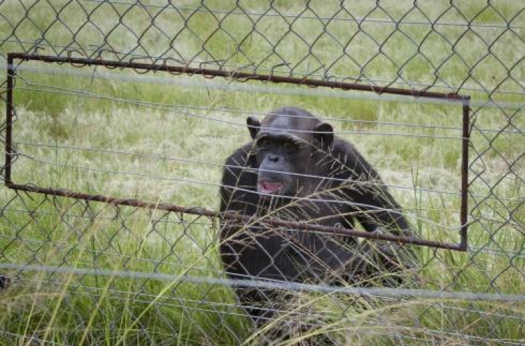 Chimps said attacking humans in Africa