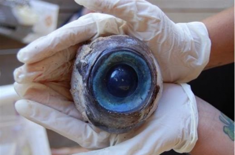 Mystery giant eyeball found on Fla. beach